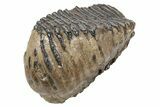Woolly Mammoth Fossil Molar - Poland #235267-3